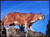 [Skylined, Cougar (2)]