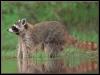 [Raccoon 17-Standing in Swamp]