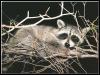[Raccoon 38-Relaxing on tree]