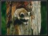 [Raccoon Youngster-Head out of log hole]