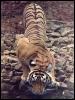 [wildcat31-tiger]