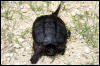[common snapping turtle]