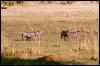 [adz50026-Warthogs family on plain]