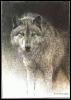 [wolves-GrayWolf sketch-rb]