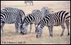 [Zebras-971]