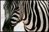[aey50038-Zebra-Face closeup]