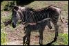 [aey50043-Zebras-Mare n foal]