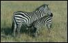 [safari12 zebra]