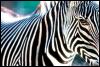 [zebra closeup]