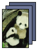 [panda]