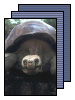 [tortoise]