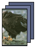 [eagle]