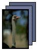 [ostrich]