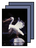[pelican]