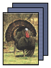 [turkey]