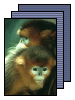 [monkey]