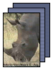 [rhino]