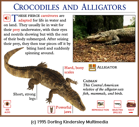 [DKMMNature-Reptile-Caiman-Alligator.gif]