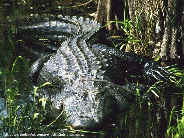 [SudiaBirdPhoto_001-Alligator.jpg]