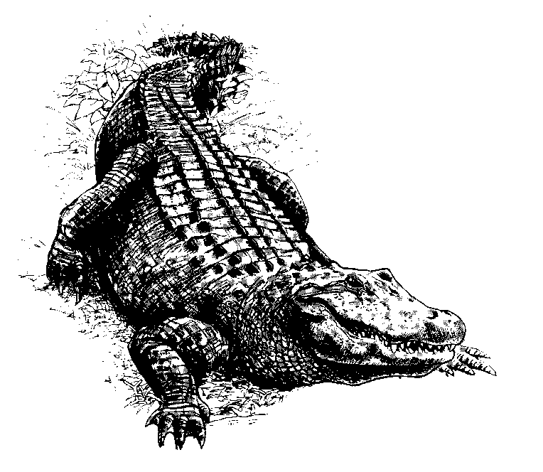 [alligator-drawing.gif]