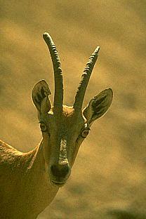 [SDZ_0212-Antelope-Face.jpg]