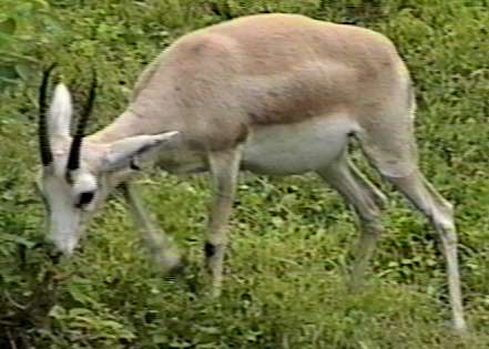 [ZooAnimals-Gazelle2-Antelope.jpg]
