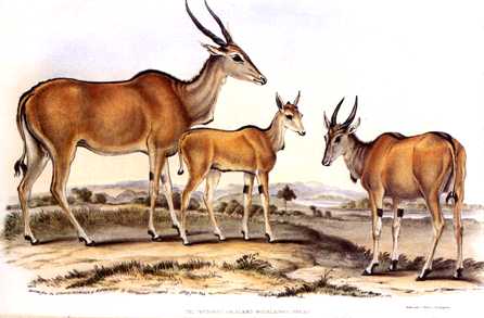 [ads50034-Antelopes-Painting.jpg]