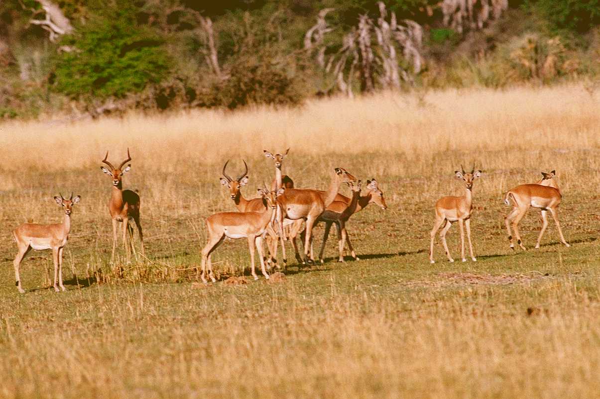 [ads50049-Impalas_herd-Antelopes.jpg]