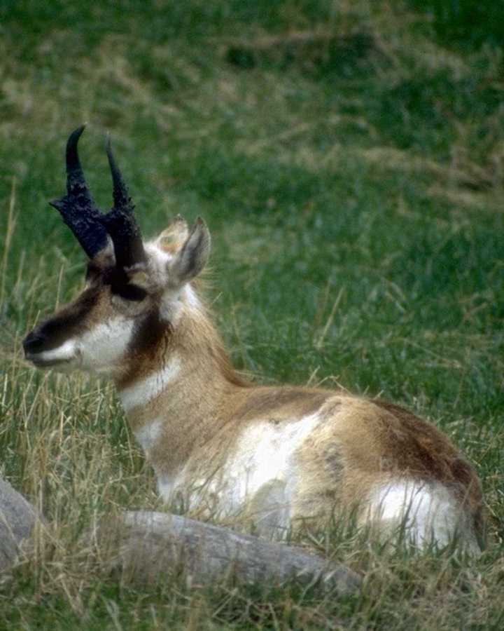 [animalwild029-PronghornAntelope-Sitting_on_grass.jpg]