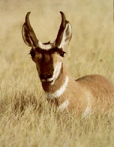 [nature1-Antelope.jpg]