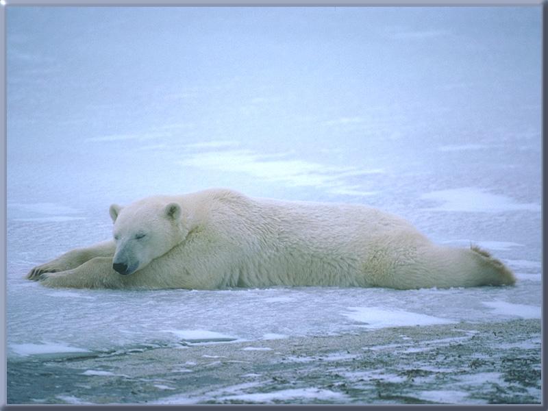 [PolarBear_07-Sleeping_on_ice.jpg]