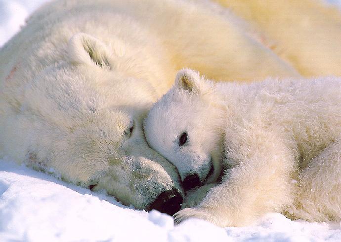 [PolarBears_02a-Mom_N_Baby-Sleeping.jpg]