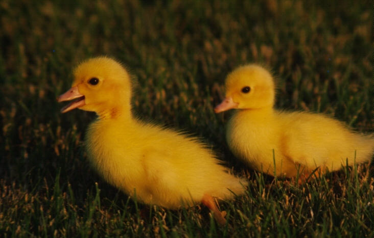 [1116-YellowDucklings-Pair-Walks_on_grass.jpg]