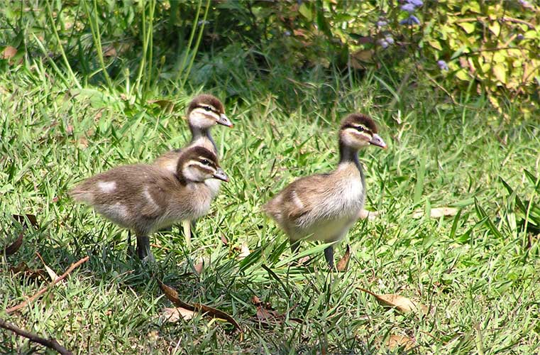 [149-Australian-Wood-Ducklings.jpg]
