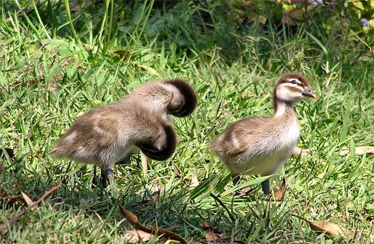 [150-Australian-Wood-Ducklings.jpg]