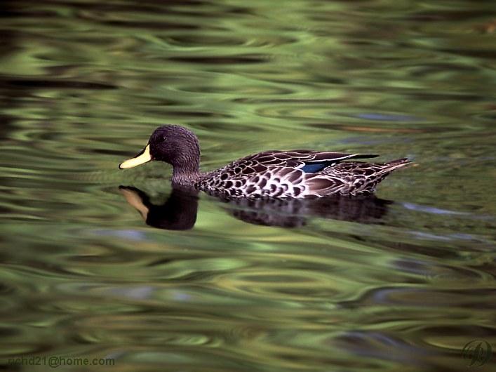 [FMallardf-Duck-Female-Swimming.jpg]