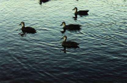 [WildDucks-Flock-Floating_on_lake.jpg]