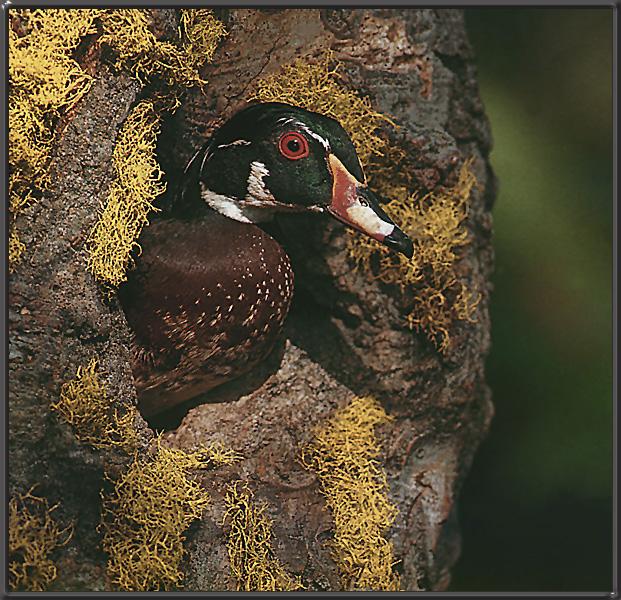 [WoodDuck_04-Closeup-In_nest_on_cliff.jpg]