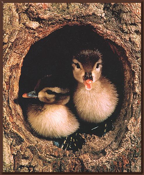 [WoodDuckling_02-Pair-In_wood_hole-Nest.jpg]
