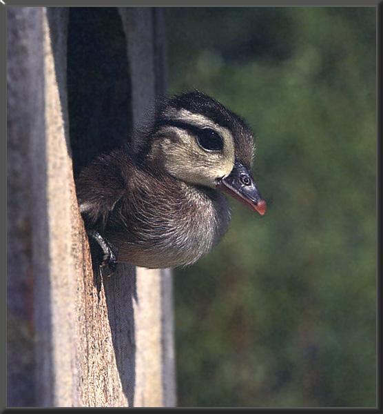[WoodDuckling_03-Young-Just_out_of_home.jpg]