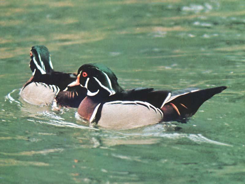 [WoodDucks-Pair-Floating_on_water.JPG]