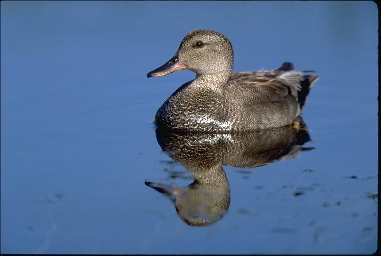 [b25-WildDuck-Female_floating-water_mirror.jpg]