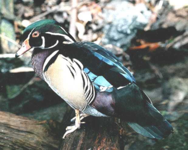 [wood_duck_perched_on_log.jpg]