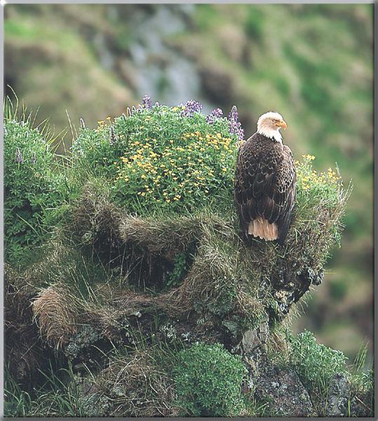[BaldEagle_137-Perching_on_flowered_small_cliff-RearView.JPG]