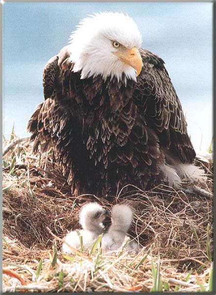 [BaldEagle_139-Mom_nursing_chicks_on_nest.JPG]