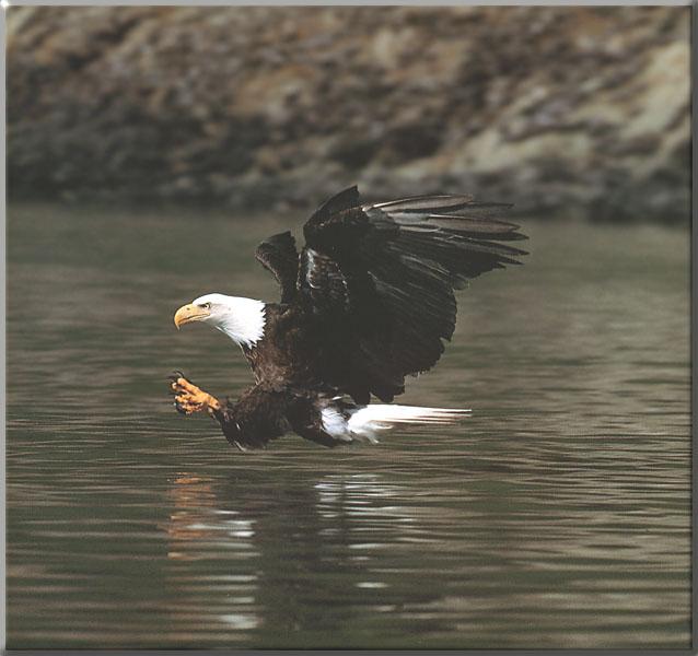 [BaldEagle_141-Catching_moment_on_water.JPG]