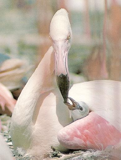 [Flamingo2-MomNursingBabyChick.jpg]