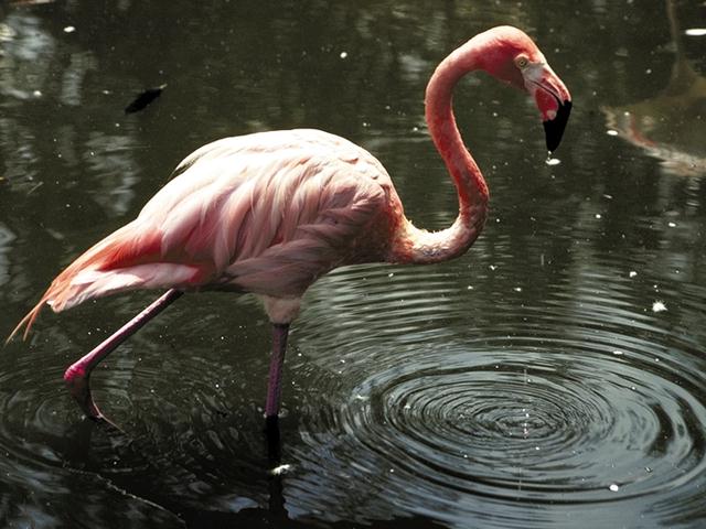 [TropicalAnimals-0076-Flamingo-WaterWave.jpg]