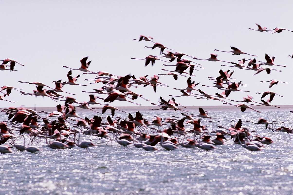 [aaw50019-Flamingos-Flock_starts_flight_on_lake.jpg]