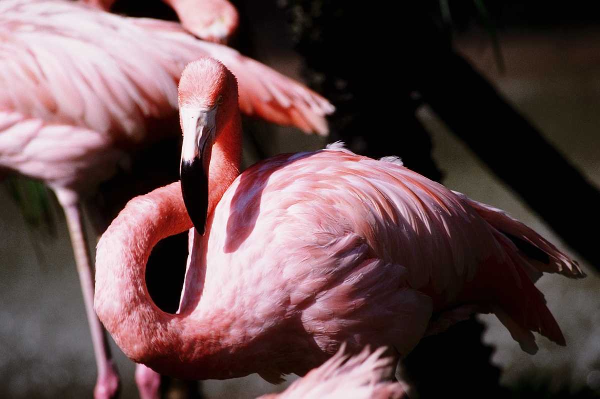 [aaw50023-Flamingos-Closeup.jpg]